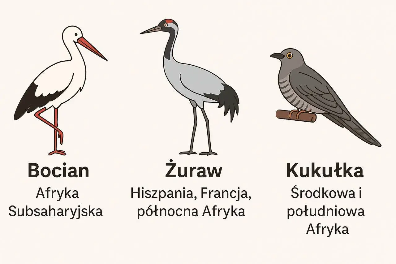 Jakie ptaki odlatują na zimę? Odpowiedzi do Familiady
